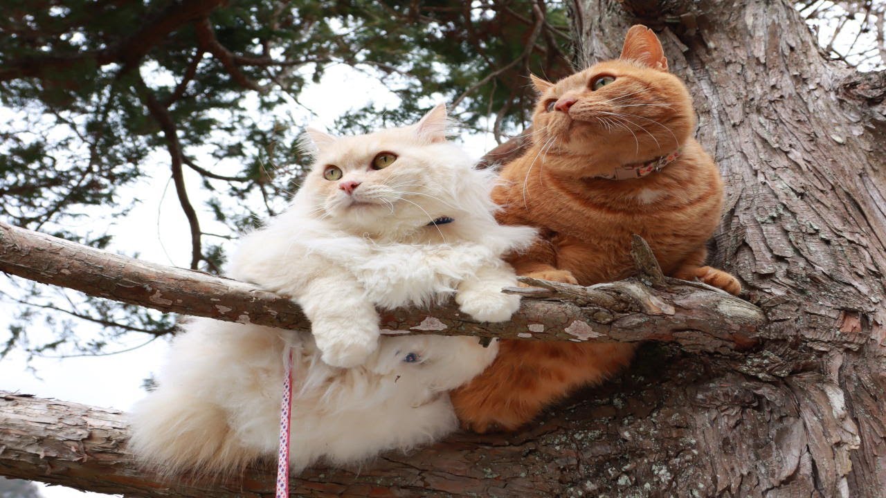 ♡°+猫の顔のこけし 木製♡°+♫•*¨*•.¸¸♪ なおしてあげる！こねこのおいしゃさん｜セガ フェイブ トイ製品