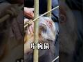 片腕を失った猿とおばさんの感動ストーリー #動物のいる暮らし #動物 #猿 #感動する話