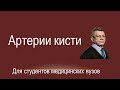 Артерии кисти