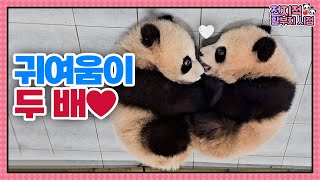 (SUB) Самая милая наклейка в мире: панды-близнецы│Мир панд