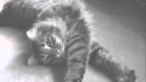 The Interactive Fuzzy