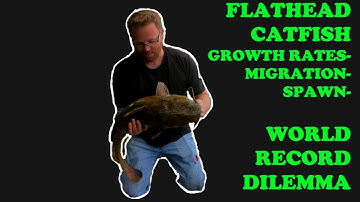 FLATHEAD CATFISH - GROWTH RATES, MIGRATION, SPAWN, DIET, WORLD RECORD DILEMMA! #flatheadcatfish