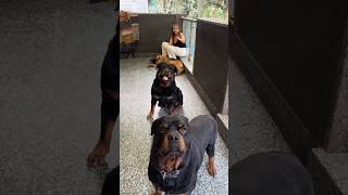 Two Big Rottweiler Vs Namita #shorts