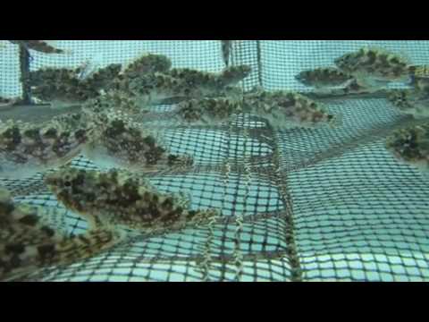 カサゴ稚魚 Youtube