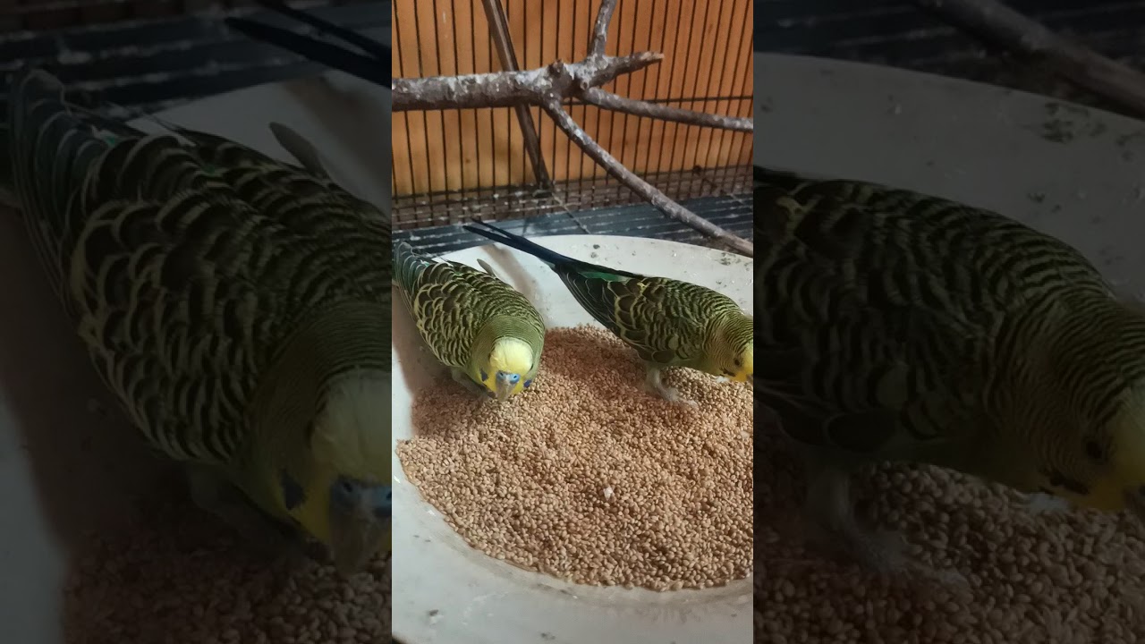 love birds eating thena YouTube