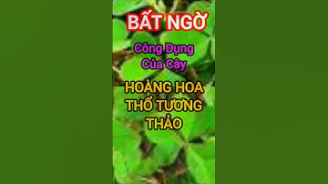 Bạn Biết Công Dụng Của Hoàng Hoa Thổ Tương Thảo Chưa? #dinhduong #health #suckhoe