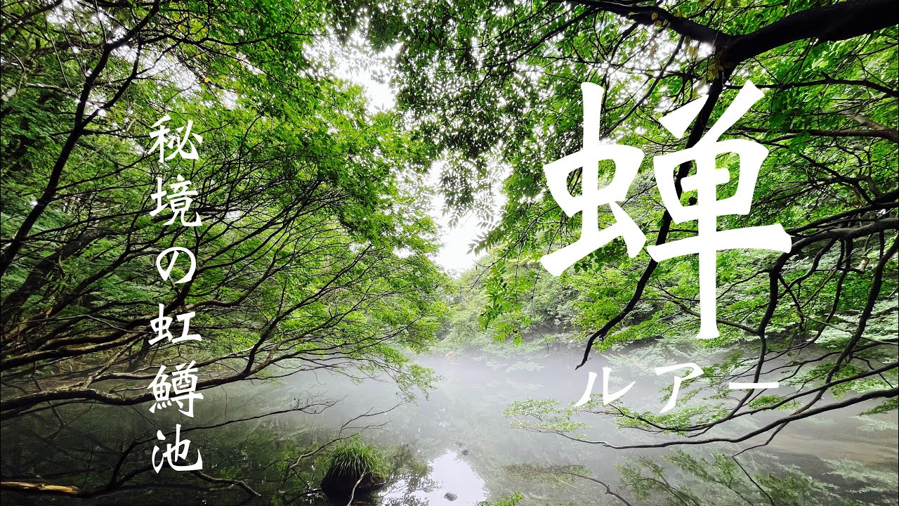 ひと気の無い池で蝉トップやったら虹鱒が入れ喰いだった