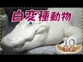 【アルビノ】１０の白変種動物