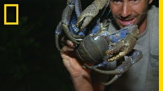 Luring in the Coconut Crab | Primal Survivor