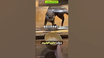 بین حیوان چطور سر کار رفت 
