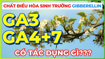 Chất điều hòa sinh trưởng GA3, GA4+7 | Hormone thực vật kéo dài tế bào!!!