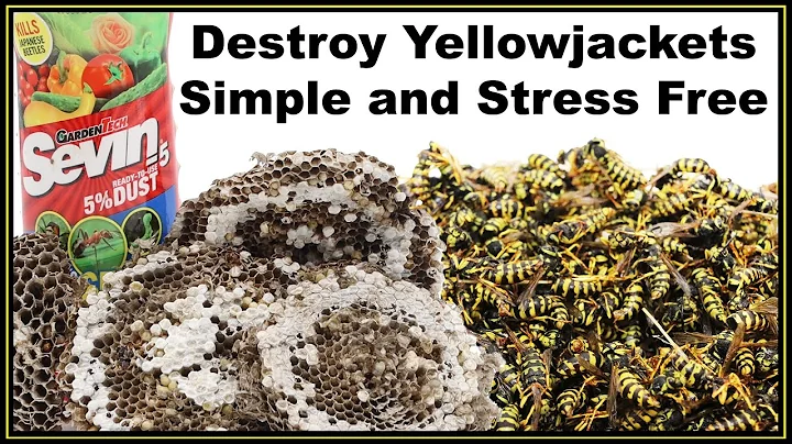 Destruição fácil e sem stress de ninho de vespas-do-chão!