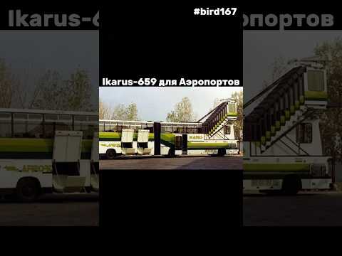🔵Необычные Икарусы #bird167 #shorts #sorts #ikarus #икарус #рек #рекомендации #автобус #evo1905