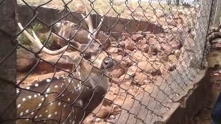 American staffordshire terrier, American pitbull terrier, American ...