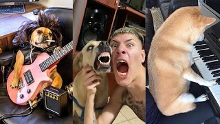 Funniest Dogs Videos That will Make you Cry from Laughing