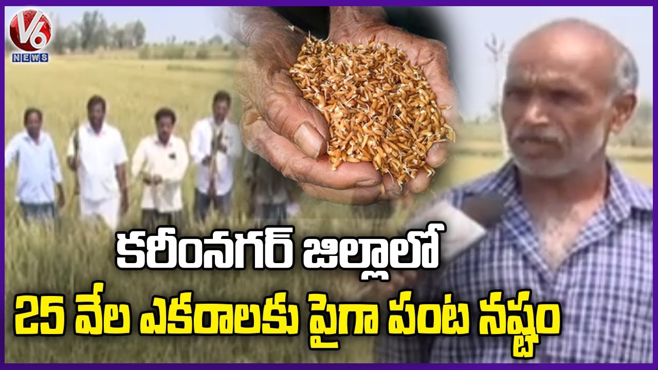 Ground Report On Crop Damage In Karimnagar Due To Heavy Rains | V6 News ...