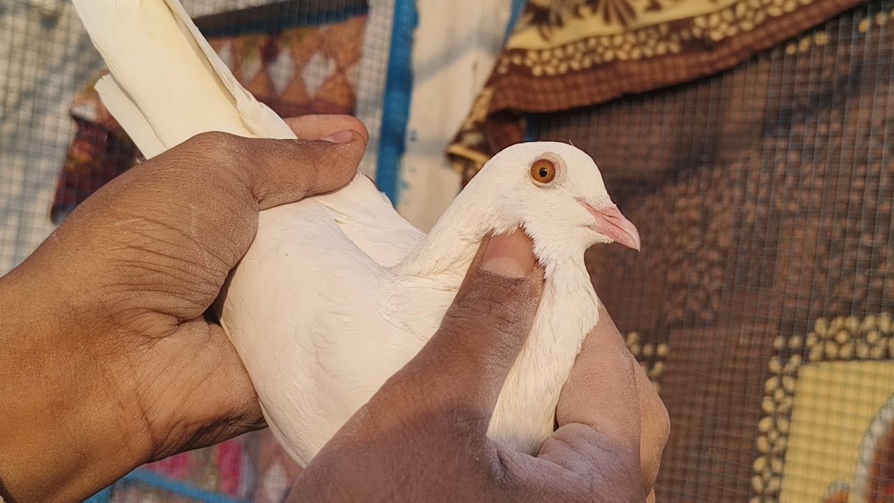 बठिंडा से सुपर स्टार खिलाडी से आ गए 18 पंजाबी मलवाई कबूतर फॉर सेल कॉल 77400-50710 