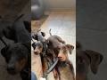 Busy Café. Loud Noise. 2 Dobermans Didn’t Flinch.