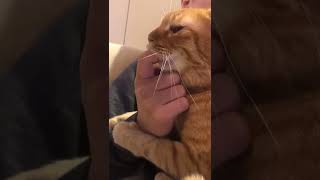 cat sucks my finger ll