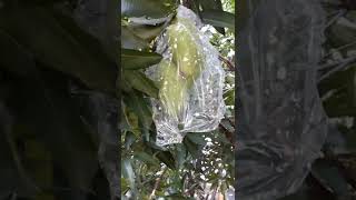 My Uncle Mango Trees My Life In Malaysia