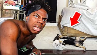 iShowSpeed Trains his Cats & a Dog.. (gone wrong)
