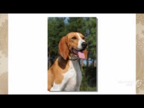 Video: Irischer Wolfshund