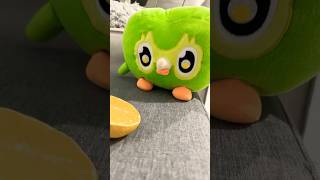 Download Lagu Onverwacht duo uilen, grappige chaos in het echt 😂 Virale wending, direct een hit MP3