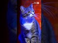 The stapler #funny #support #standupcomedy #comedy #cat #thankyou