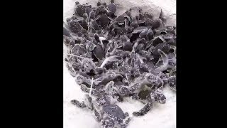 Huge Group Of Baby Turtles Going In Water For Their New Life