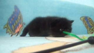 Котята экзотические короткошерстные Котята экзотические короткошерстные