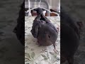 ぷう‼ツンデレ可愛すぎる♪足に障害のあるキジバトのウルちゃん♪ 2026/5/13撮影 KUPPI the Crow ※概要欄見てね #birds #山鳩 #pigeon #癒し#キジバト