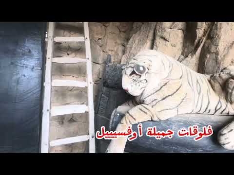 زيارتنا اليوم لبيت قديم حوله صاحبه إلى متحف ماشاء الله بالميفا بمحافظة النماص جنوب السعودية
