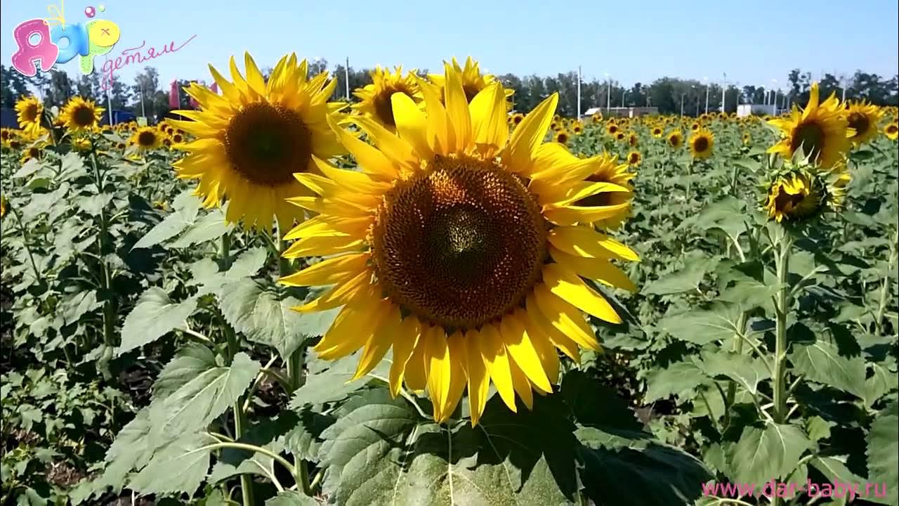 Песня а по полям растут подсолнухи. Песня а по полям растут подсолнухи. Выращивание подсолнечника. Подсолнух санрич оранж. Подсолнух вырос за забором , это побег.