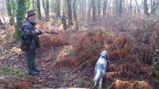 chasse du faisan à la Chasse du Bruc à Losse dans Les Landes