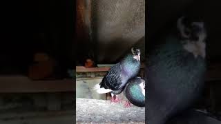 M.m. Aç Güvercin Remix Resimi