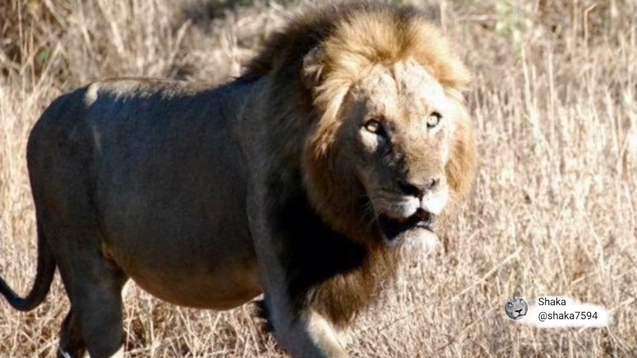 Dreadlocks Mapogo '13 Years Gone' but the Tank is not Forgotten