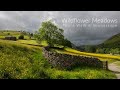 Wildflower Fields of the Yorkshire Dales 🎧 Photo Walk in Muker