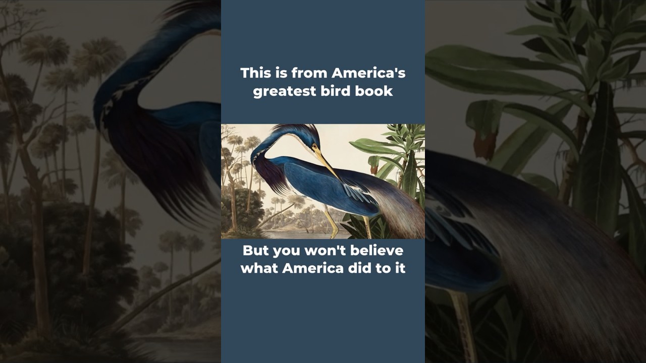 America Rejected Its Greatest Bird Artist — Then Britain Celebrated Him