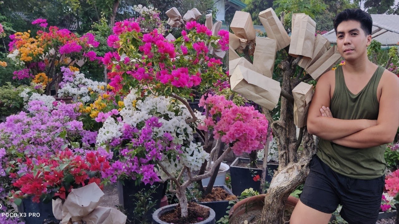 How to Create Multicolor(Grafted) Bougainvillea