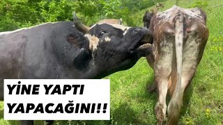 Bugün Ateşi̇n Ai̇lesi̇ni̇ Tanitiyorum