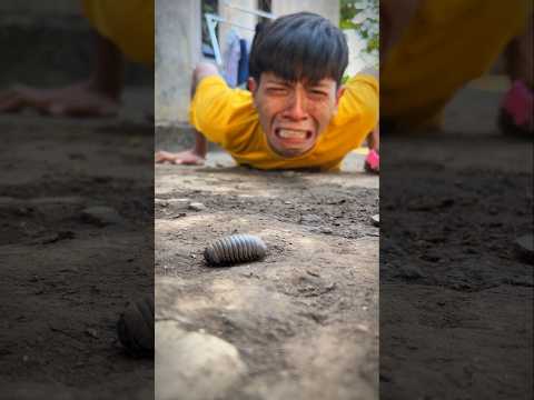 End your sadness and let us joyfully welcome the arrival of the pill millipede #shortvideo