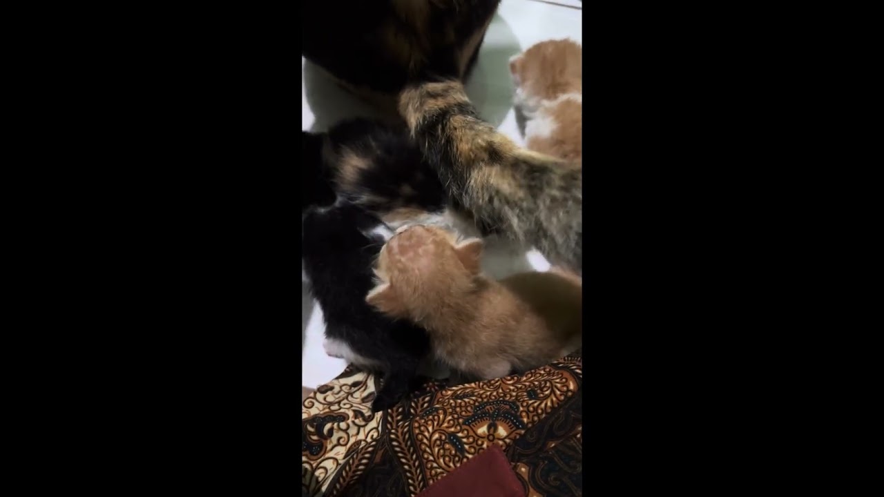 kucing lahiran di lemari tetangga dibawa pulang balik lgi ke rumah tetangga bisa bgituu ya ampun deh