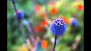 INSIDE GOA TRANCE SOURCE