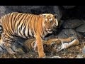 Tiger cubs last moments as a family  david attenborough  tiger  spy in the jungle  bbc earth