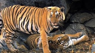 Tiger Cubs' Last Moments as a Family | David Attenborough | Tiger | Spy in the Jungle | BBC Earth