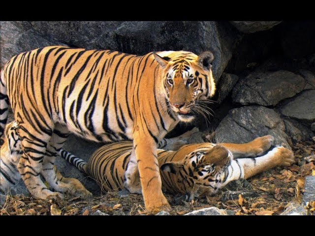 Tiger Cubs' Last Moments as a Family | David Attenborough | Tiger | Spy in the Jungle | BBC Earth class=