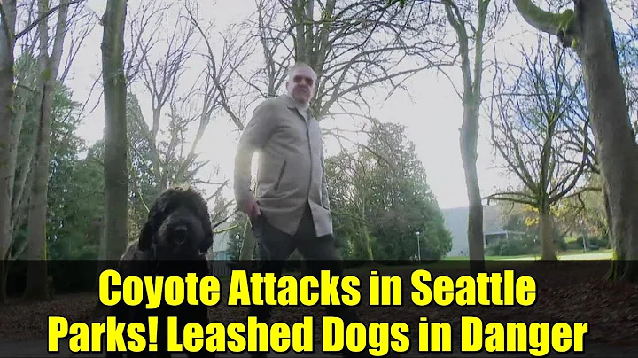 Coyote Attacks in Seattle Parks! Leashed Dogs in Danger