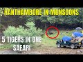 Tiger Sighting in Ranthambore National Park in Monsoons | Tiger Safari