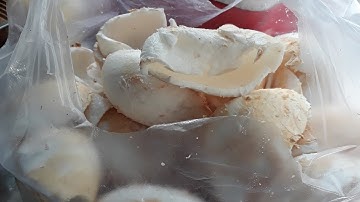 CÁCH Lấy CƠM DỪA NON làm mứt bằng Muỗng xới cơm .đơn giản mà ai cũng có thể làm được |thằng mặp vlog