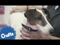 Smooth Fox Terrier | Crufts Breed Information の動画、YouTube動画。